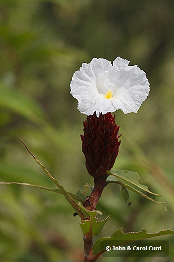 J01_1928 Ginger flower.JPG